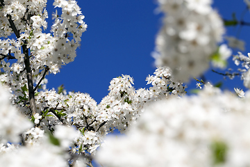 Image showing dense inflorescence