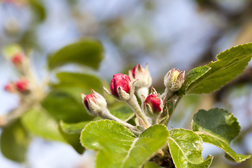 Image showing blossom apple