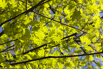 Image showing oak foliage