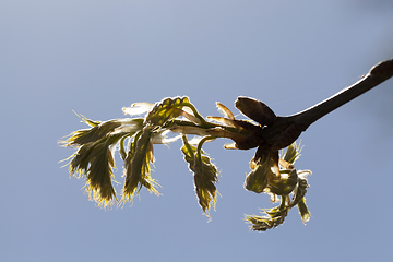 Image showing oak foliage