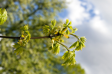 Image showing new young maple foliage