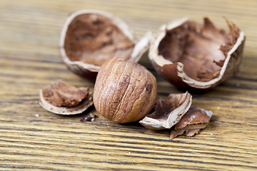 Image showing hazelnut shell