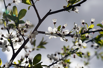 Image showing white cherry blossoms