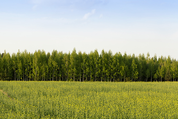 Image showing agricultural field