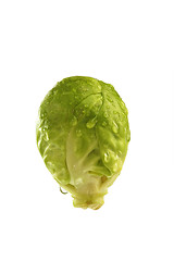 Image showing Brussel Sprout