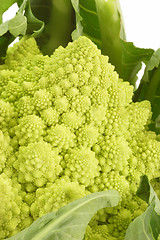 Image showing Romanesco