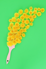 Image showing Dandelion Flower Surreal Paintbrush Splash for Natural Herbal Me