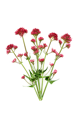 Image showing Red Valerian Plant in Flower