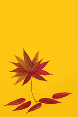 Image showing Rhus Typhina Leaf Abstract with Autumn Golden Glow