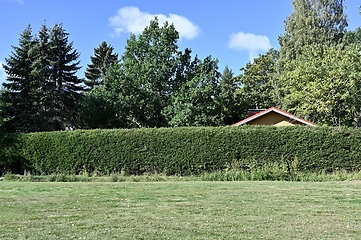 Image showing the roof of the house is visible behind the green hedge