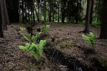 Image showing fern in coniferous boreal forest 