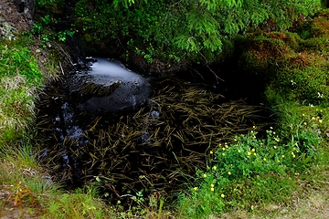 Image showing a small calm stream in a coniferous boreal forest in Finland