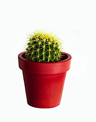 Image showing Golden Barrel Cactus