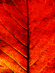 Image showing Autumn Leaf Background