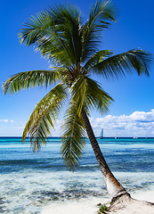 Image showing Palm Tree on Ocean Beach