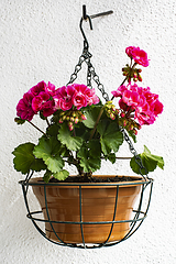 Image showing Geranium in Hanging Flower Pot