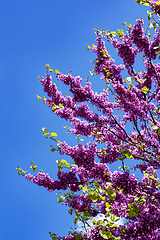 Image showing Purple Spring Blossom. Cercis Canadensis or Judas Tree