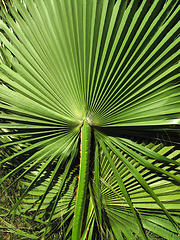 Image showing Branch of large bright green leaf of tropical palm