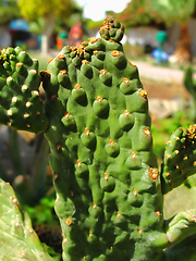 Image showing Close-up of green big cactus