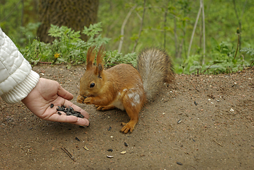 Image showing Female hand with seeds feeding a squirrel