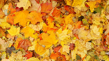 Image showing Bright autumn background from fallen leaves of maple