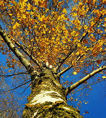 Image showing Trunk and branches with yellow leaves of autumn birch tree again