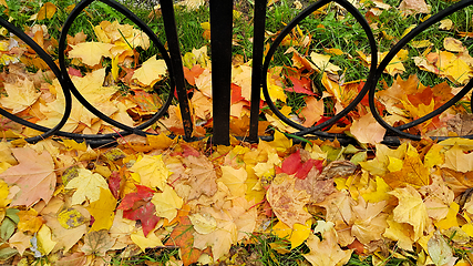 Image showing Bright autumn fallen leaves on green grass with cast iron fence