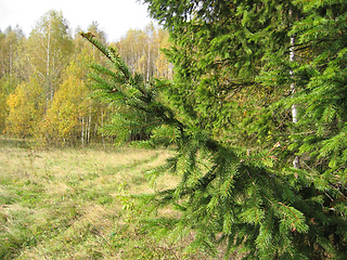 Image showing Coniferous tree branches in autumn landscape