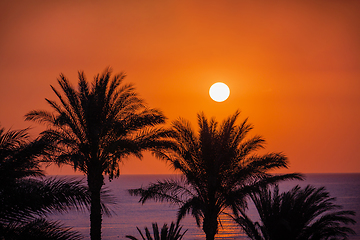 Image showing Seascape with sun on beautiful bright sky and silhouette of palm