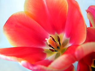Image showing Beautiful tulip flower