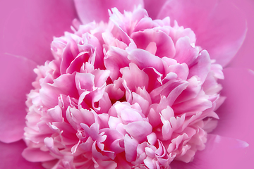 Image showing Natural background with pink peony flower c