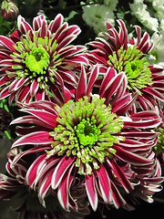 Image showing Beautiful bright chrysanthemum flowers