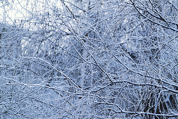 Image showing Beautiful branches of winter trees