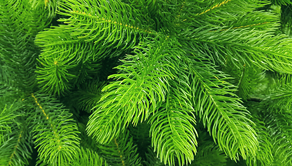 Image showing Bright green branches of an artificial Christmas tree