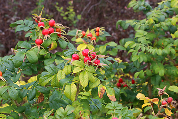 Image showing Dog-rose berries in autumn