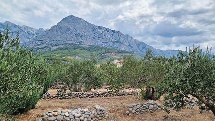 Image showing Biokovo Mountain Nature park and trees from Makarska Riviera-Biokovo. Olive plantation