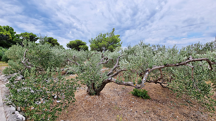 Image showing Traditional plantation of olive trees. Makarska Riviera-Biokovo, Croatia