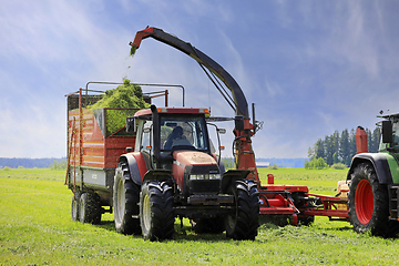 Image showing Harvesting Grass With Forage Harvester for Cattle Feed