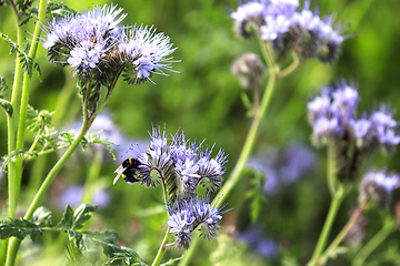 Image showing Phacelia tanacetifolia Plants with Bumblebee