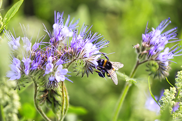 Image showing Bumblebee Feeding on Phacelia tanacetifolia