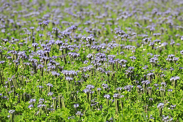 Image showing Field of Phacelia tanacetifolia in the Summer