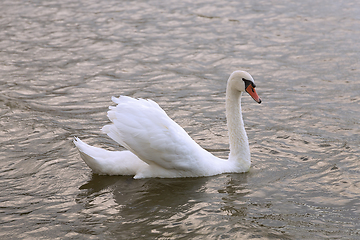 Image showing beautiful mute swan on lake