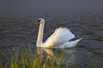 Image showing beautiful swan on pond