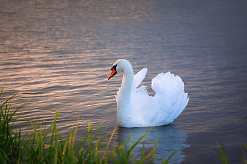Image showing beautiful white swan at dawn