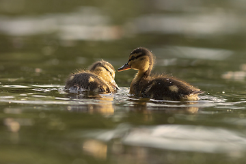 Image showing cute mallard ducklings on pond