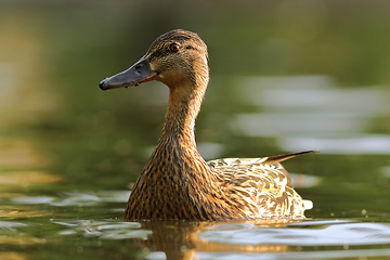 Image showing female mallard  in natural habitat