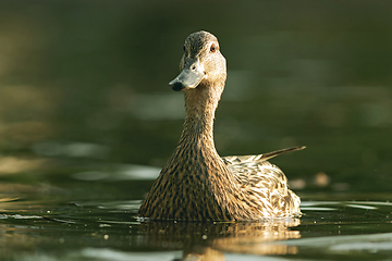 Image showing female mallard duck looking at the camera