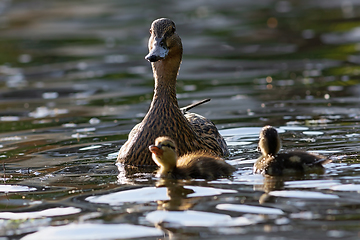 Image showing mallard duck with babies on water