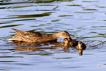 Image showing mother mallard with ducklings