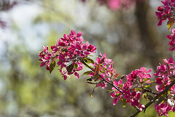 Image showing sakura cherry tree in bloom